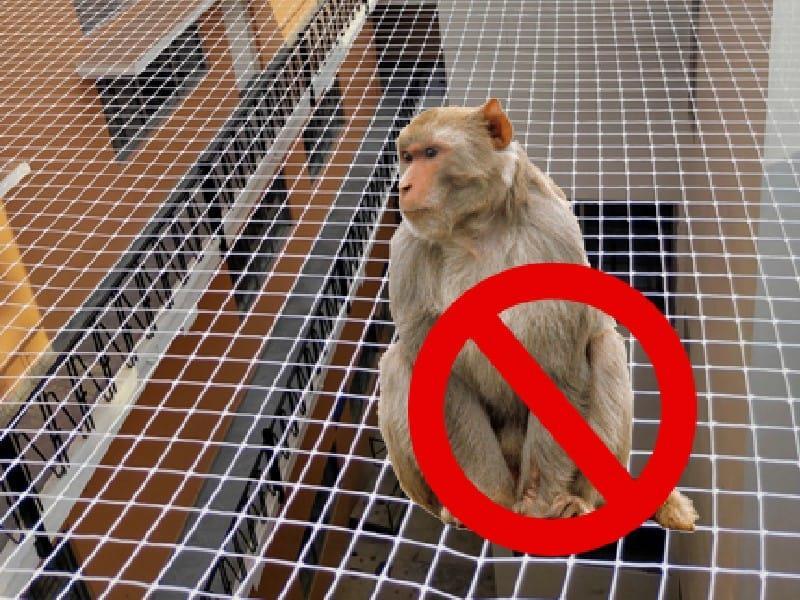 Monkey Safety Nets installation by Rio Enterprises